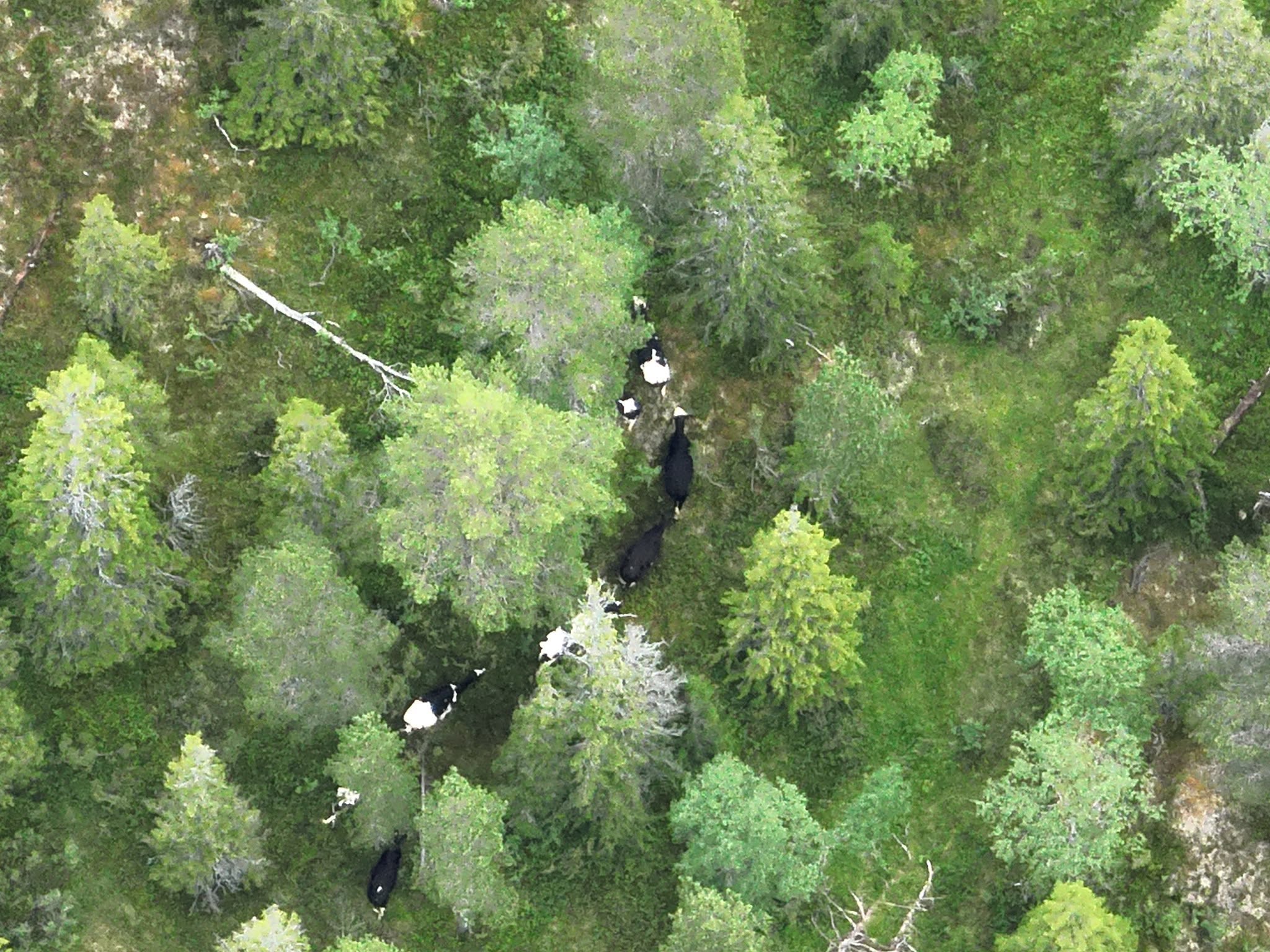 Dronebilde av storfe lokalisert i tett skog